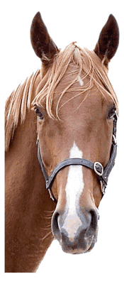 images/horse_1.gif